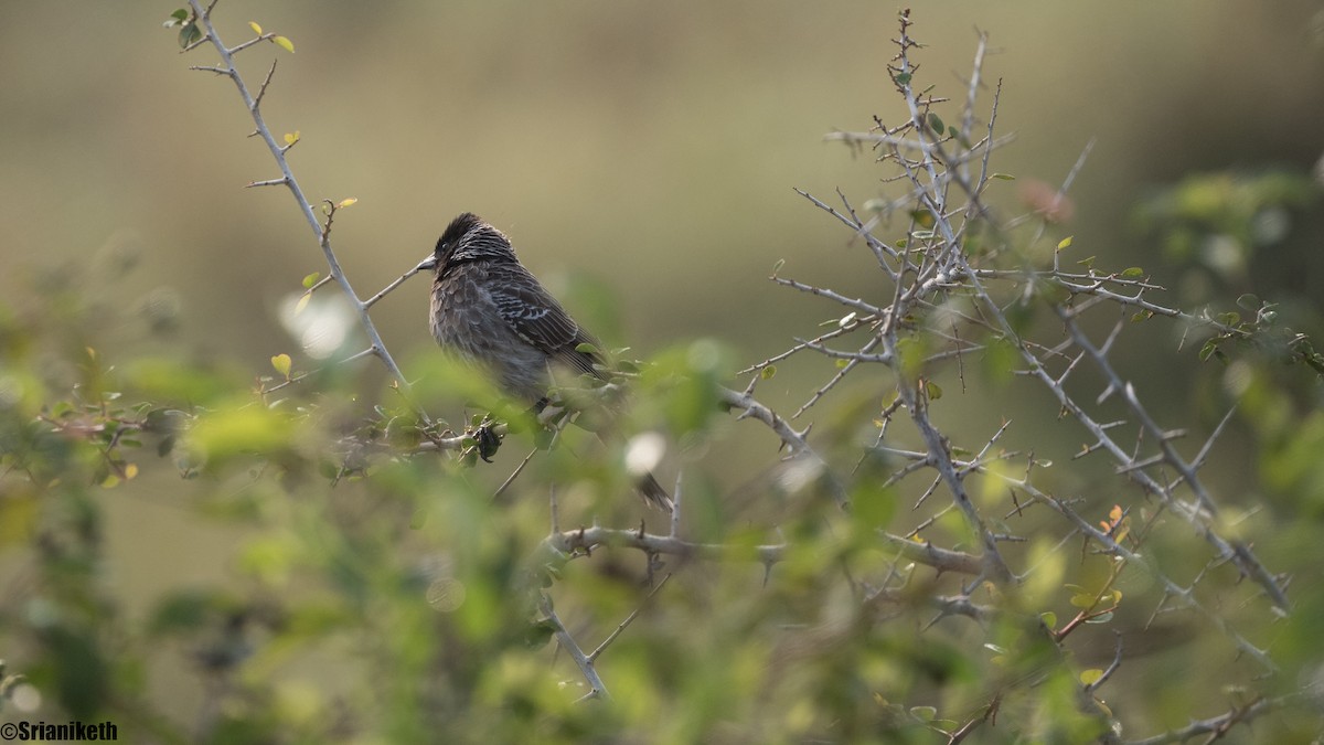 Red-vented Bulbul - ML632658566