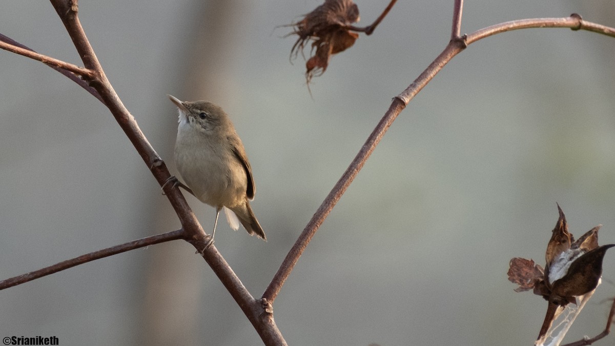 Blyth's Reed Warbler - ML632658577