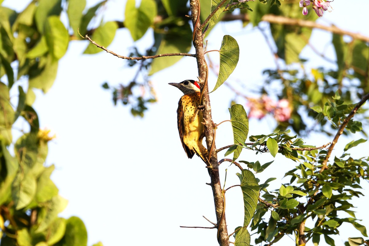 Spot-breasted Woodpecker - ML632658589