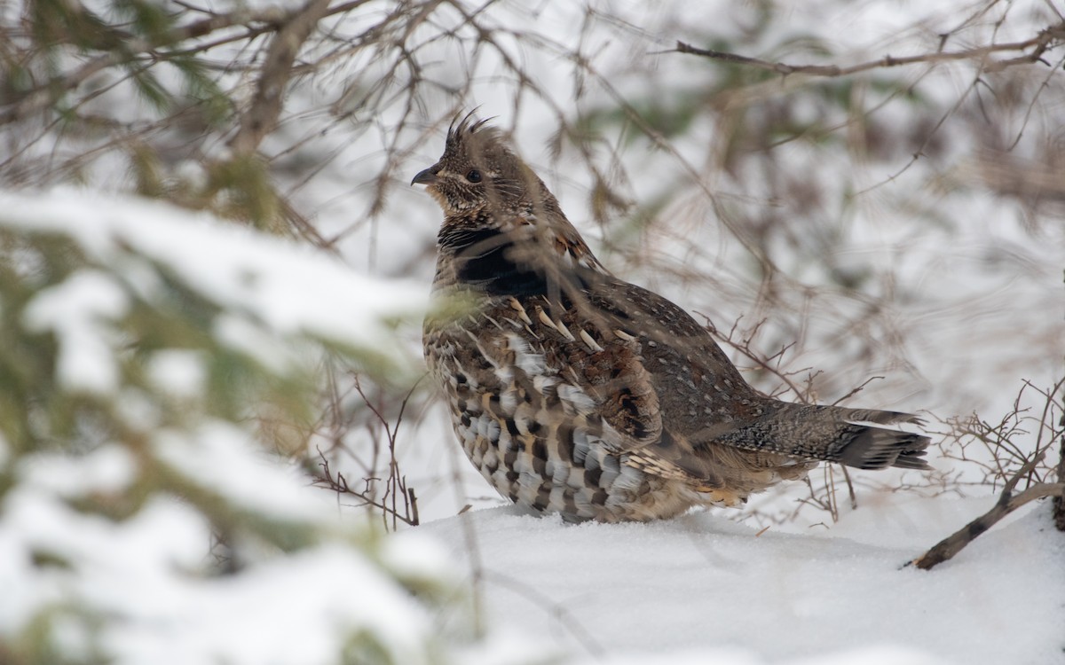 Ruffed Grouse - Michael Gray