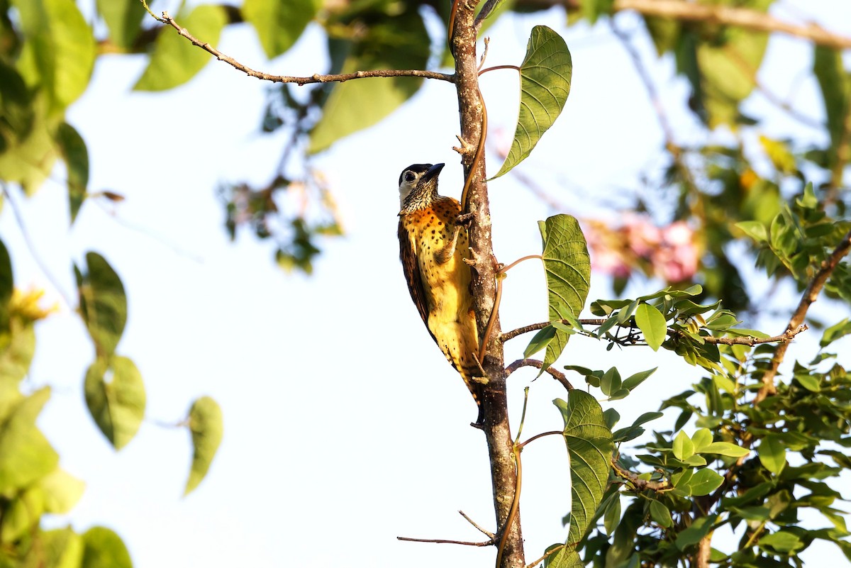 Spot-breasted Woodpecker - ML632658594