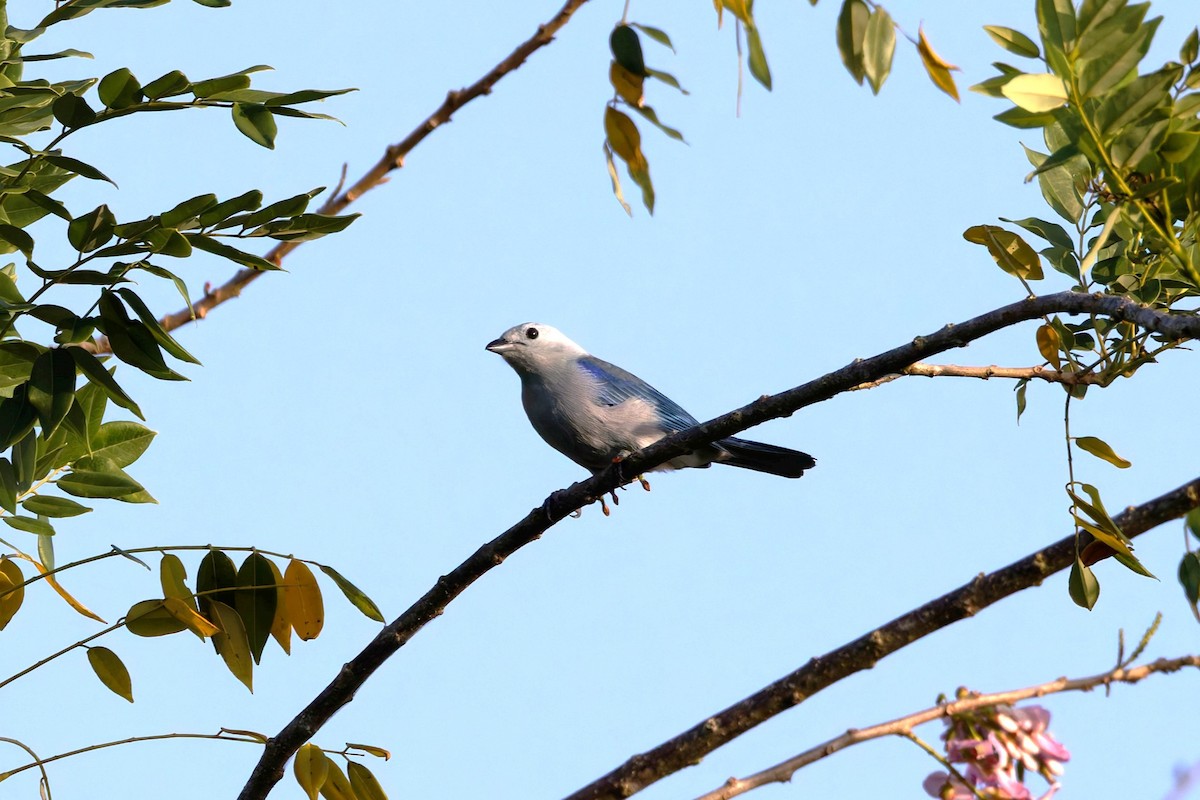 Blue-gray Tanager - ML632658624