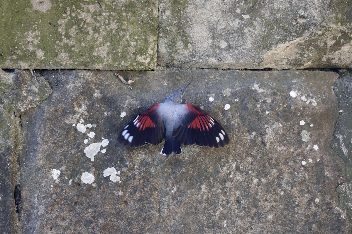 Picchio muraiolo - ML632658687