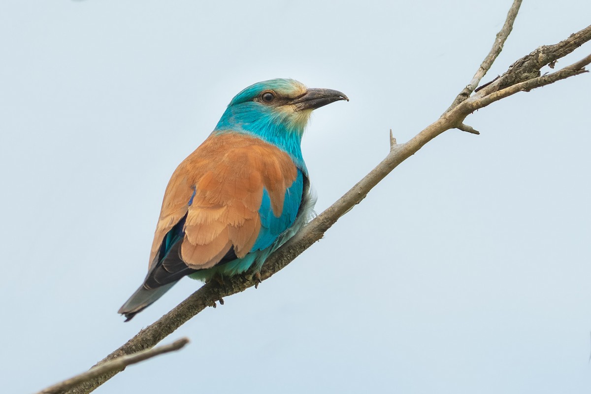 European Roller - ML632658715