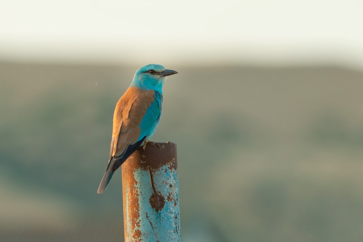 European Roller - ML632658716