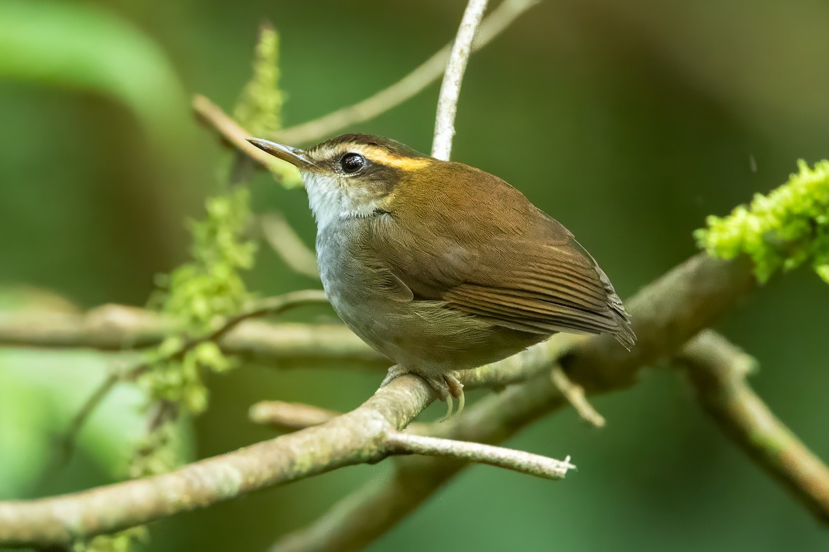 Bornean Stubtail - ML632659033