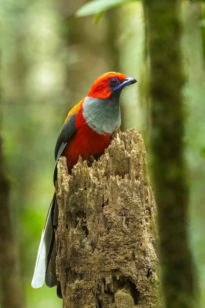 rødhettetrogon - ML632659112