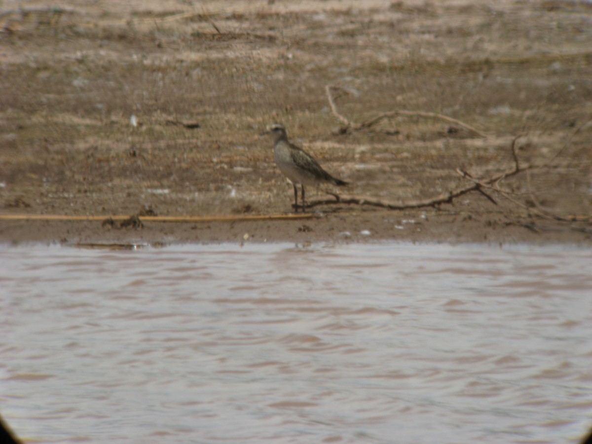 American Golden-Plover - ML632659301
