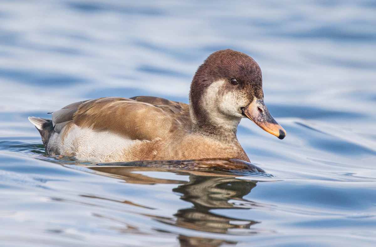 Mallard x Red-crested Pochard (hybrid) - ML632659354