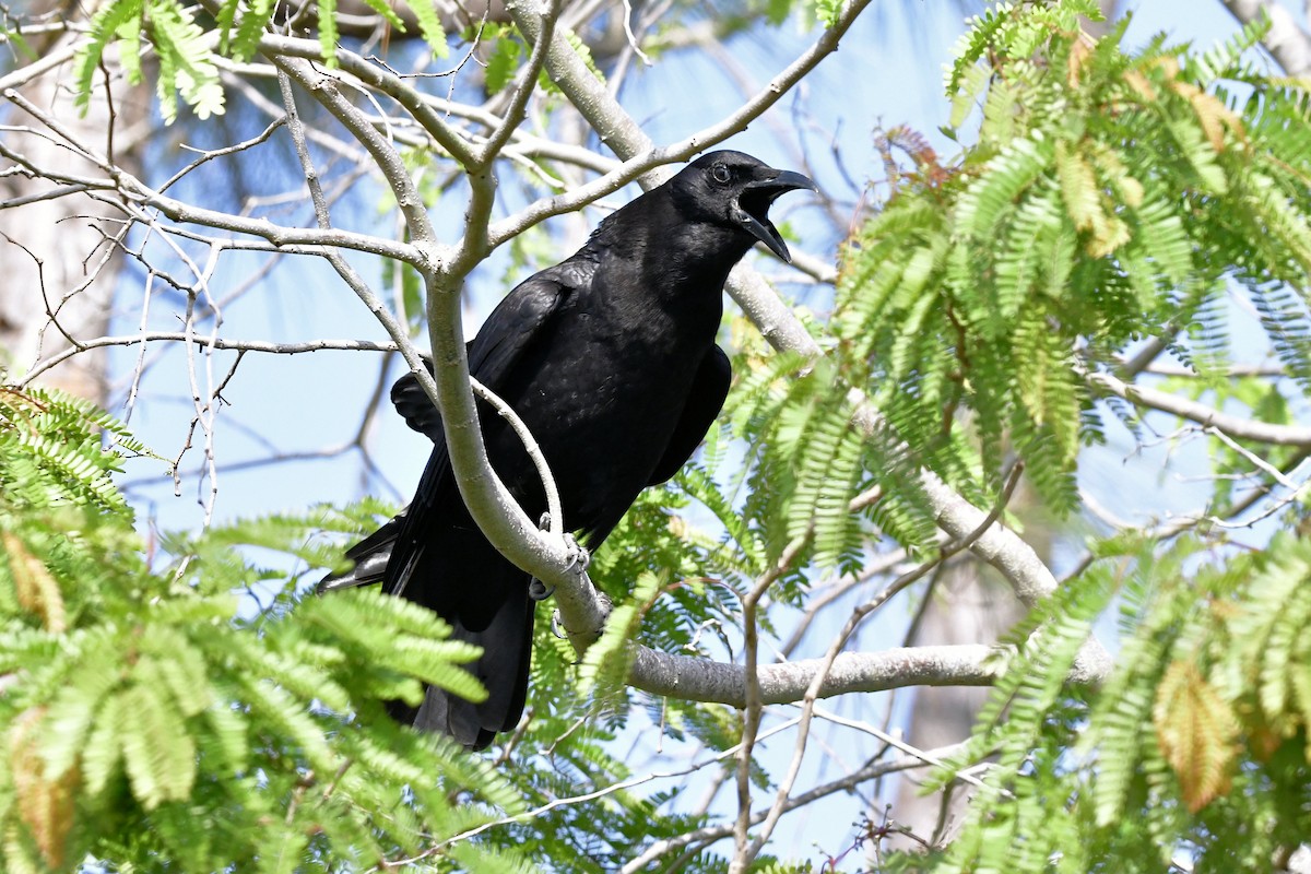 アメリカガラス - ML632659423
