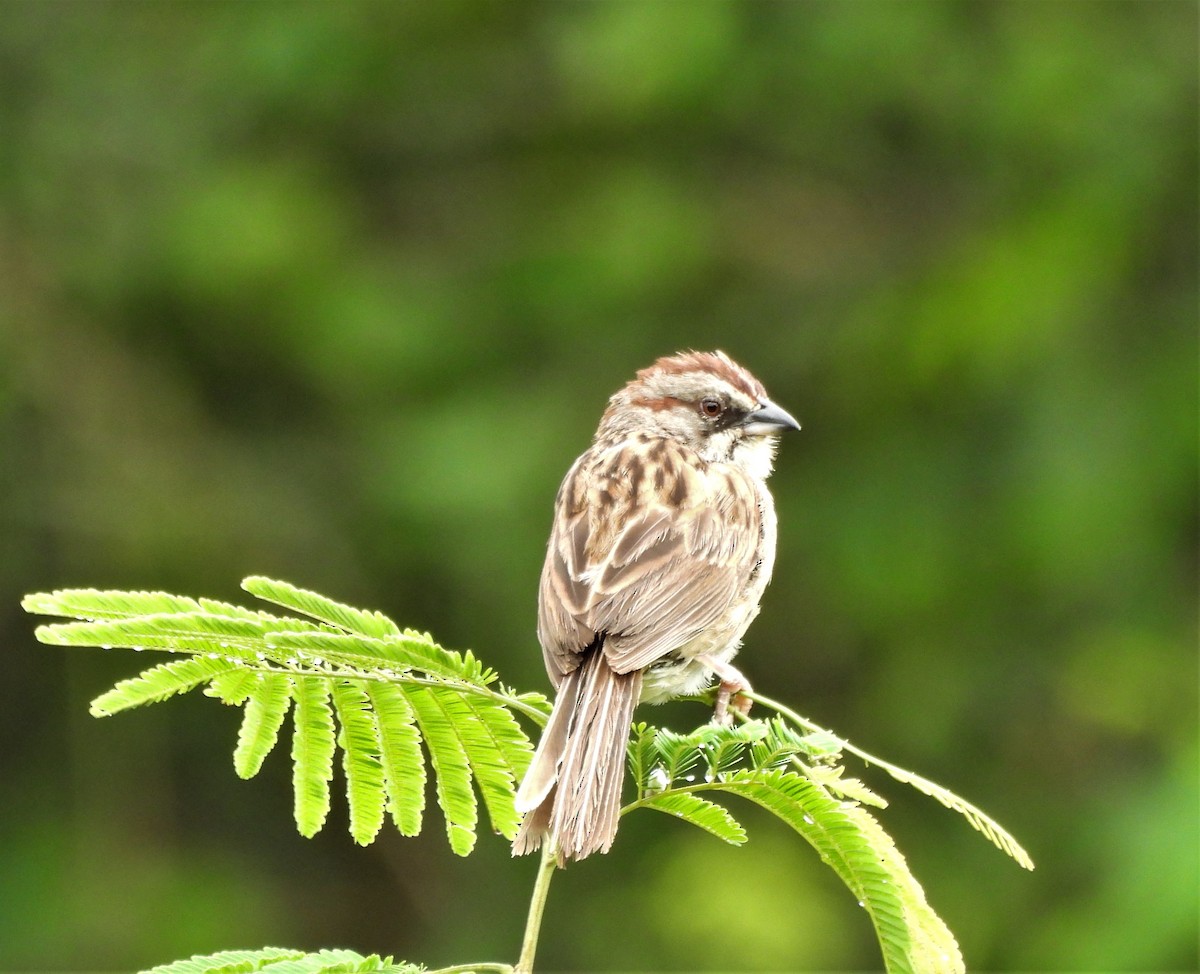 Yungas Sparrow - ML632659459
