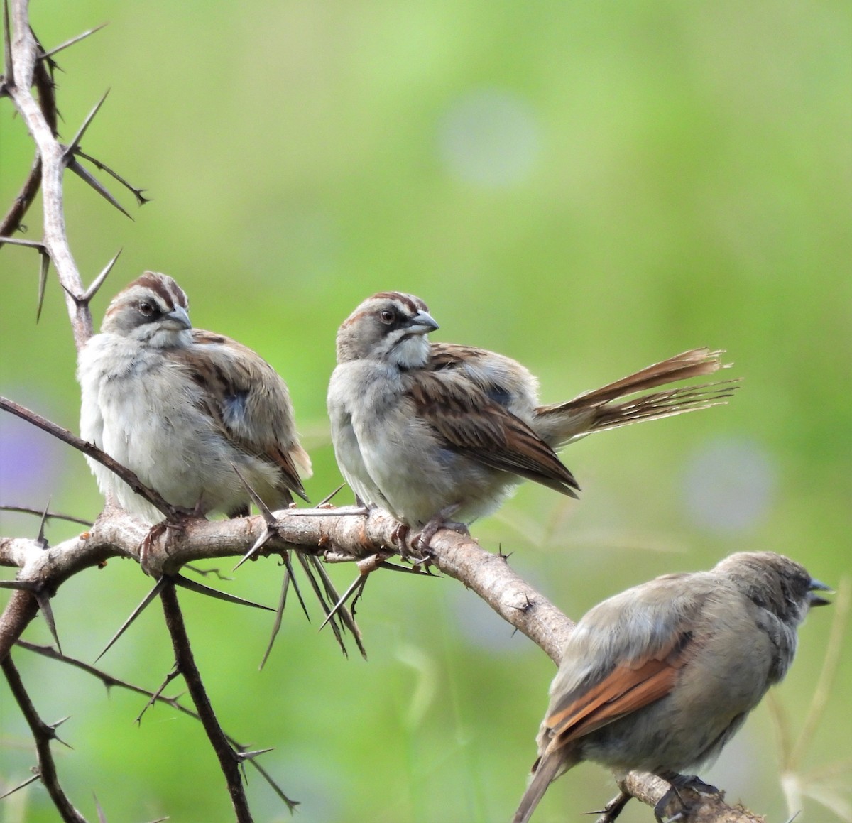 Yungas Sparrow - ML632659460