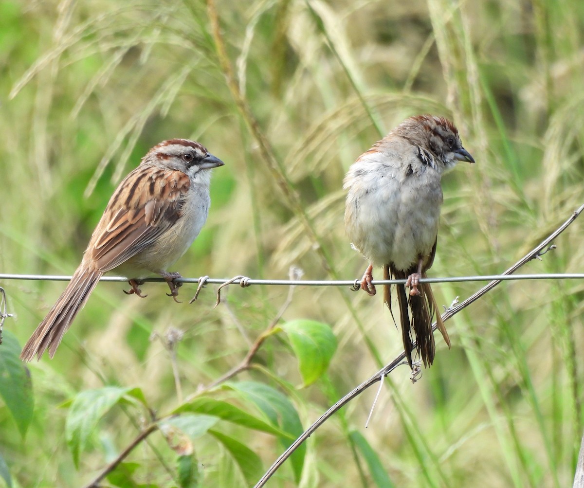 Yungas Sparrow - ML632659461