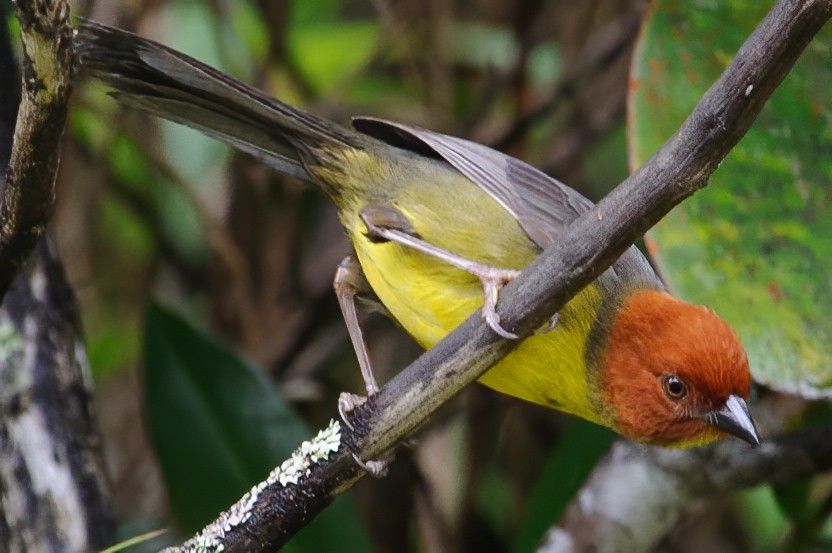Tepui Brushfinch - ML632659593