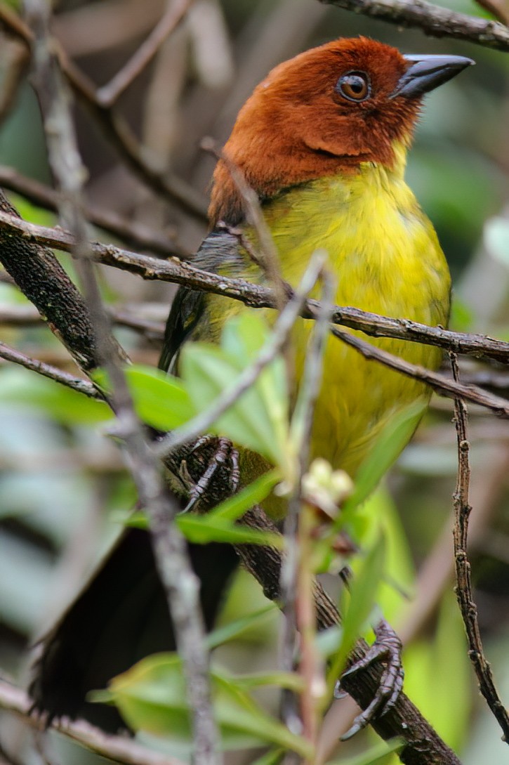 Tepui Brushfinch - ML632659604