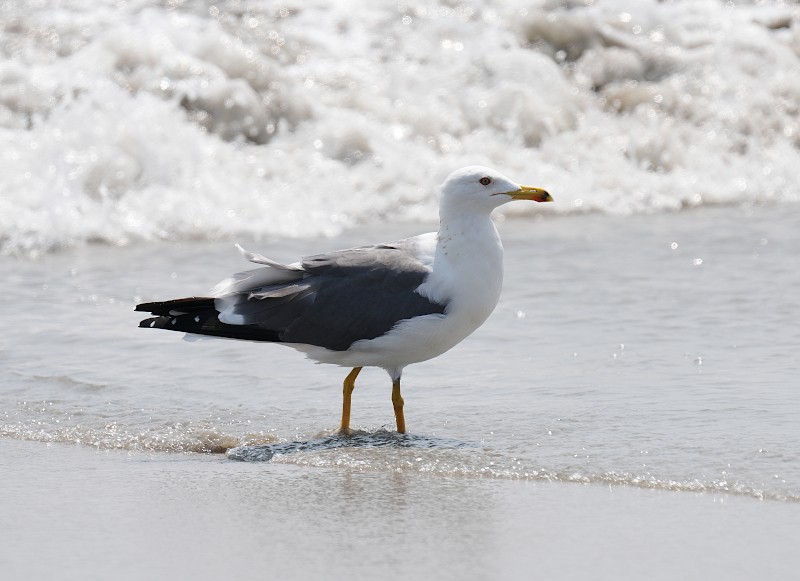 Lesser Black-backed Gull - ML632659627