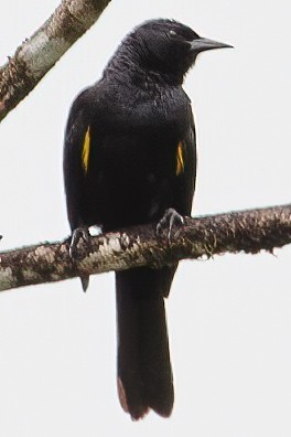 Golden-tufted Grackle - ML632659632