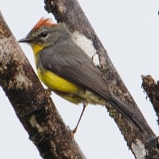 Tepui Redstart - ML632659640