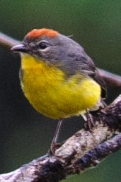 Tepui Redstart - ML632659643