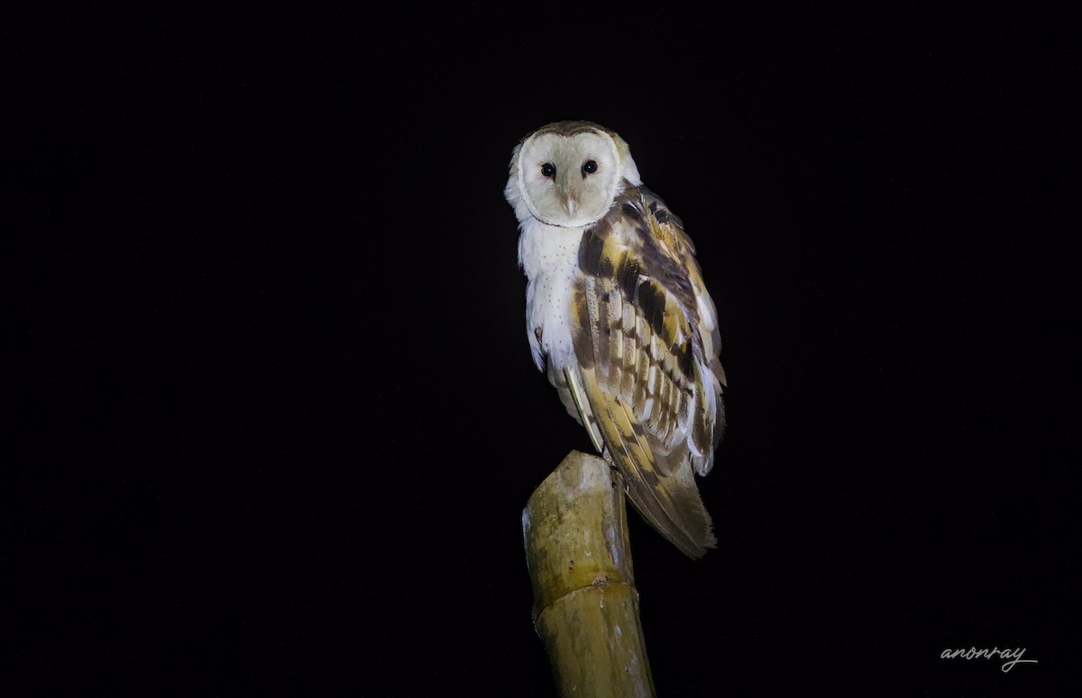 Doğu Çayır Baykuşu - ML632659831