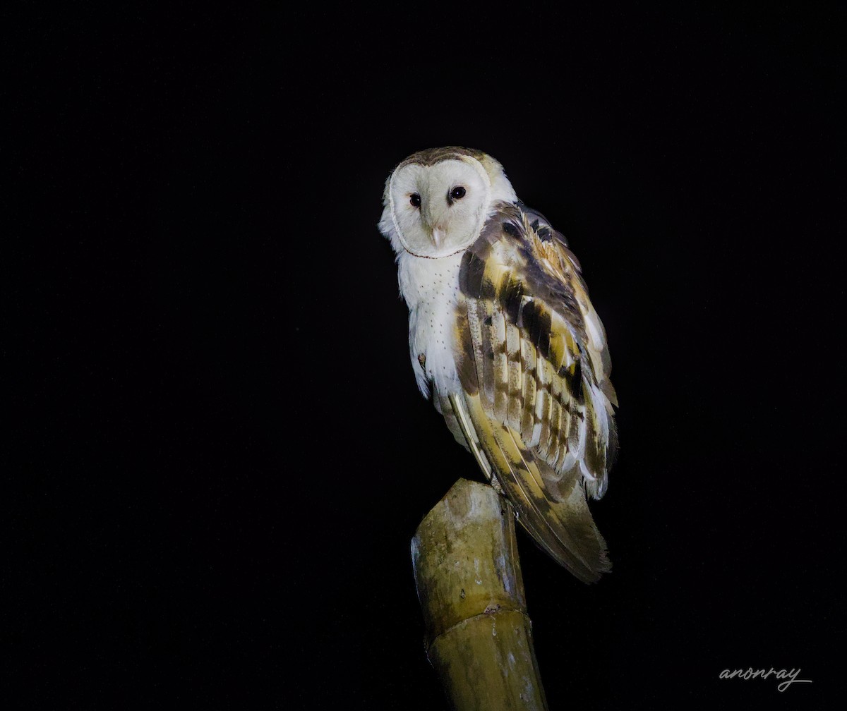 Doğu Çayır Baykuşu - ML632659832