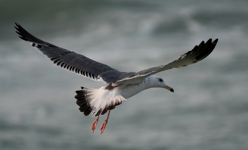 Lesser Black-backed Gull - ML632659996