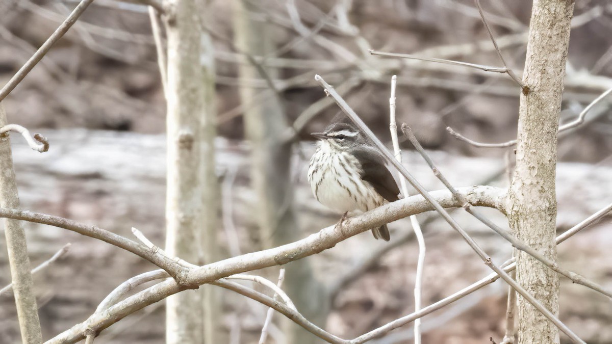 Louisiana Waterthrush - ML632660169