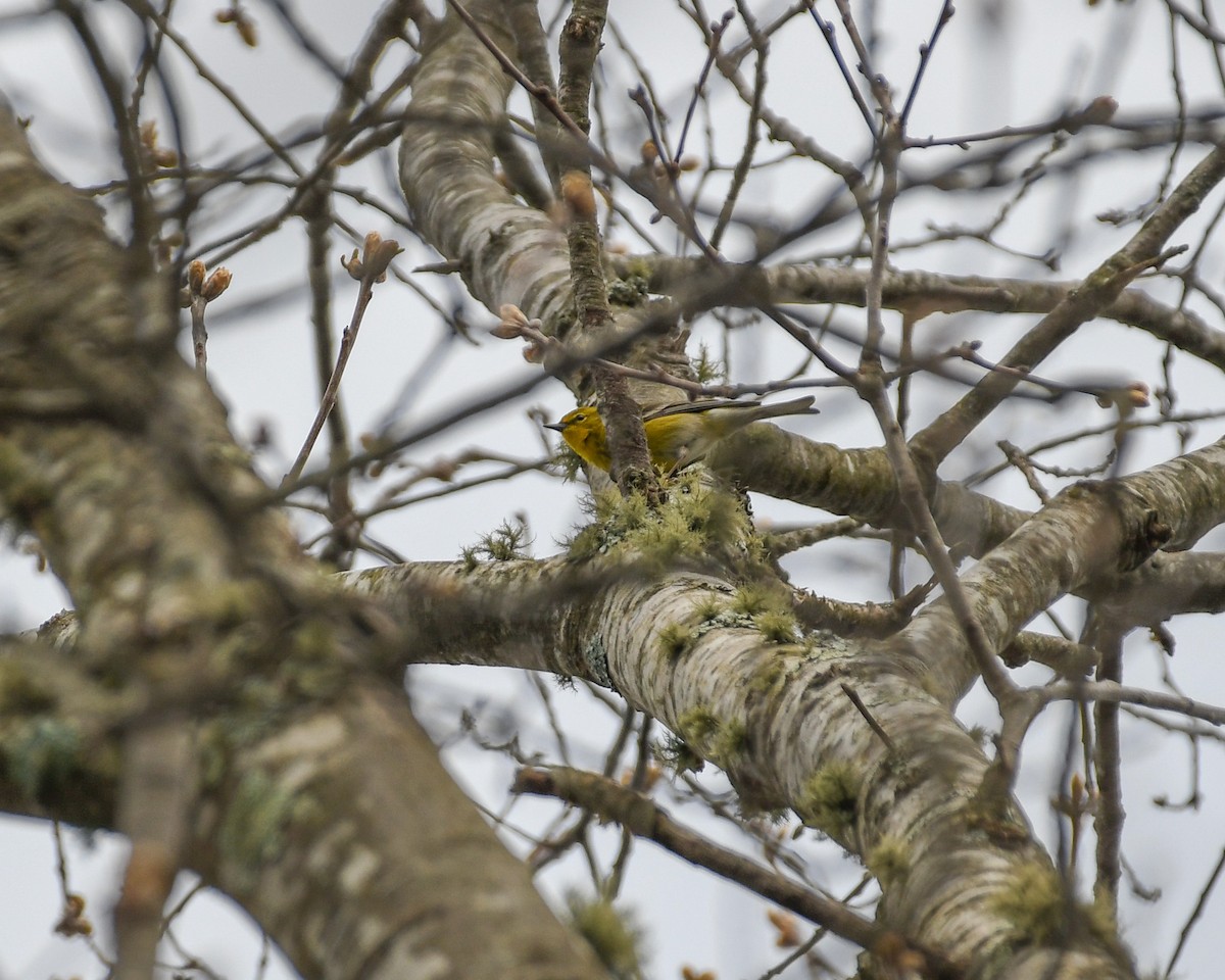 Pine Warbler - ML632660252