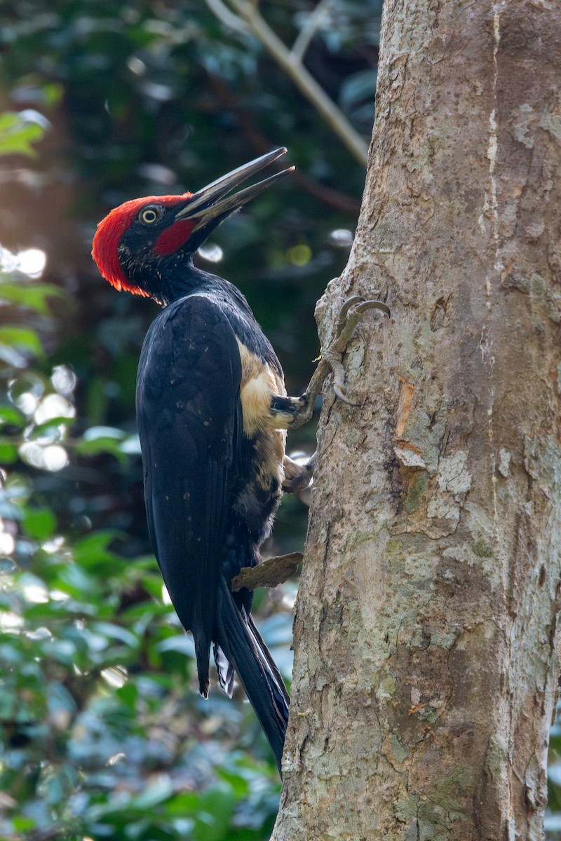 White-bellied Woodpecker - ML632660387