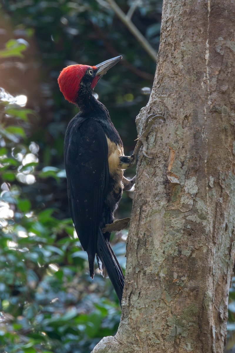 White-bellied Woodpecker - ML632660388