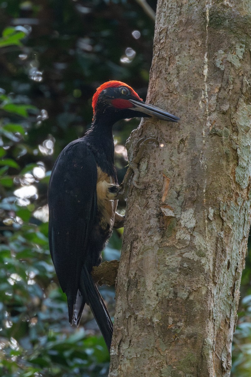 White-bellied Woodpecker - ML632660389