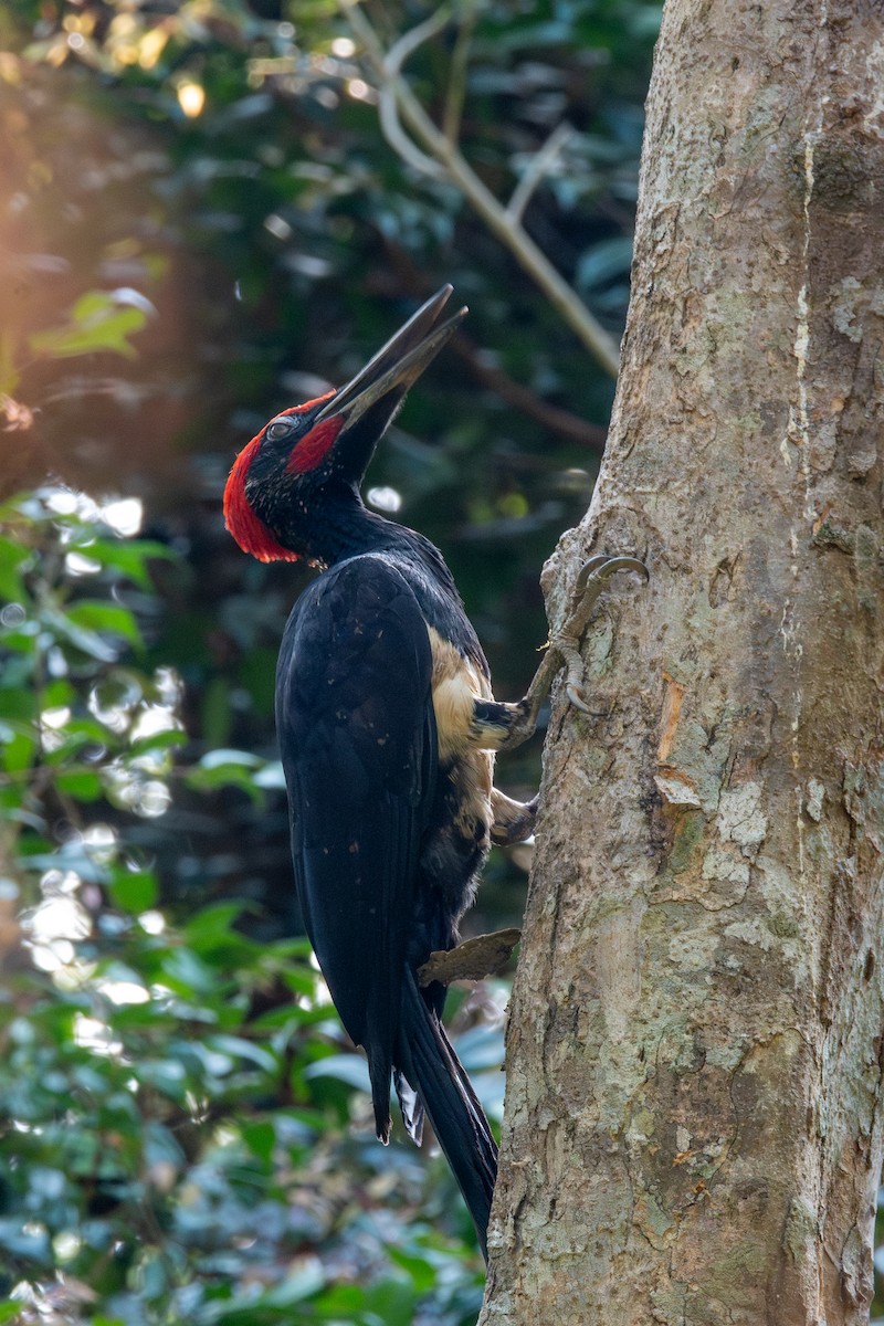 White-bellied Woodpecker - ML632660390