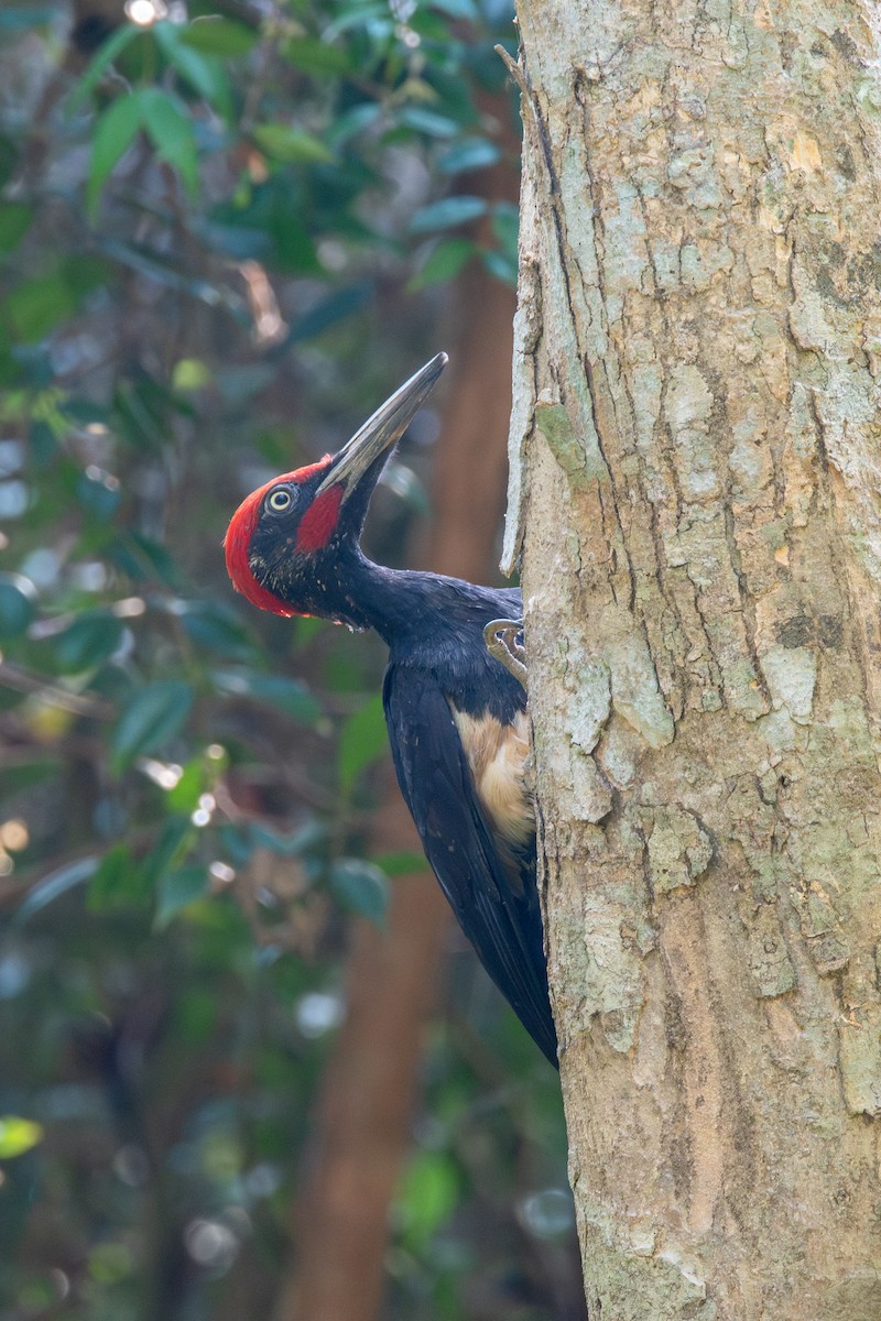 White-bellied Woodpecker - ML632660391