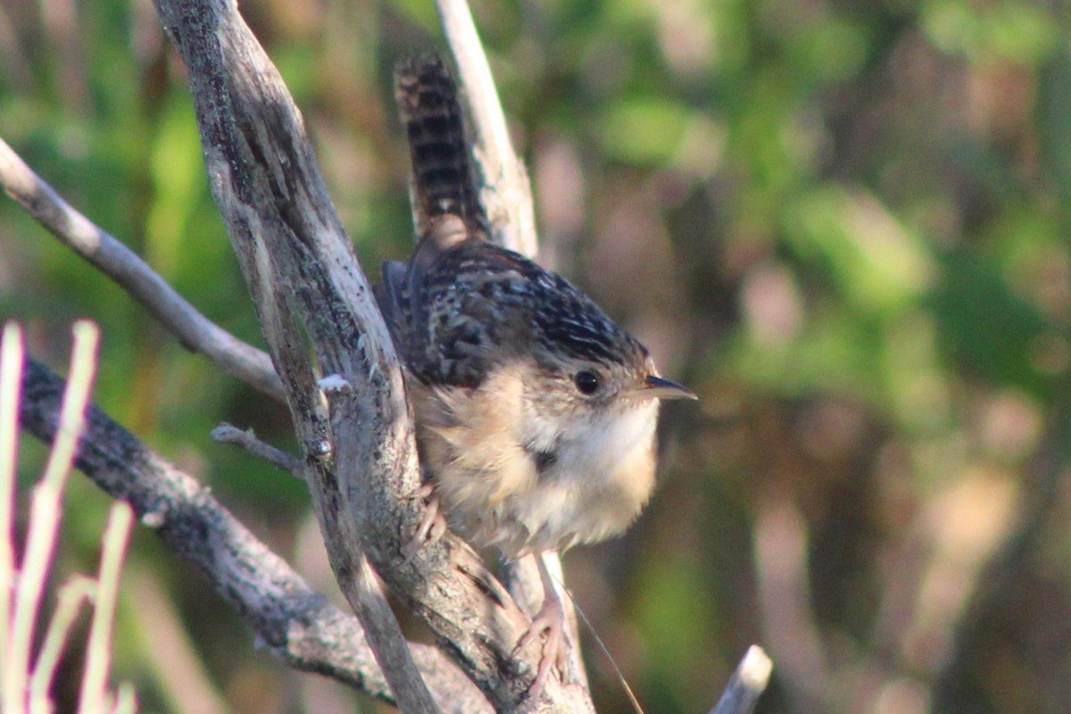 Sedge Wren - ML632660497