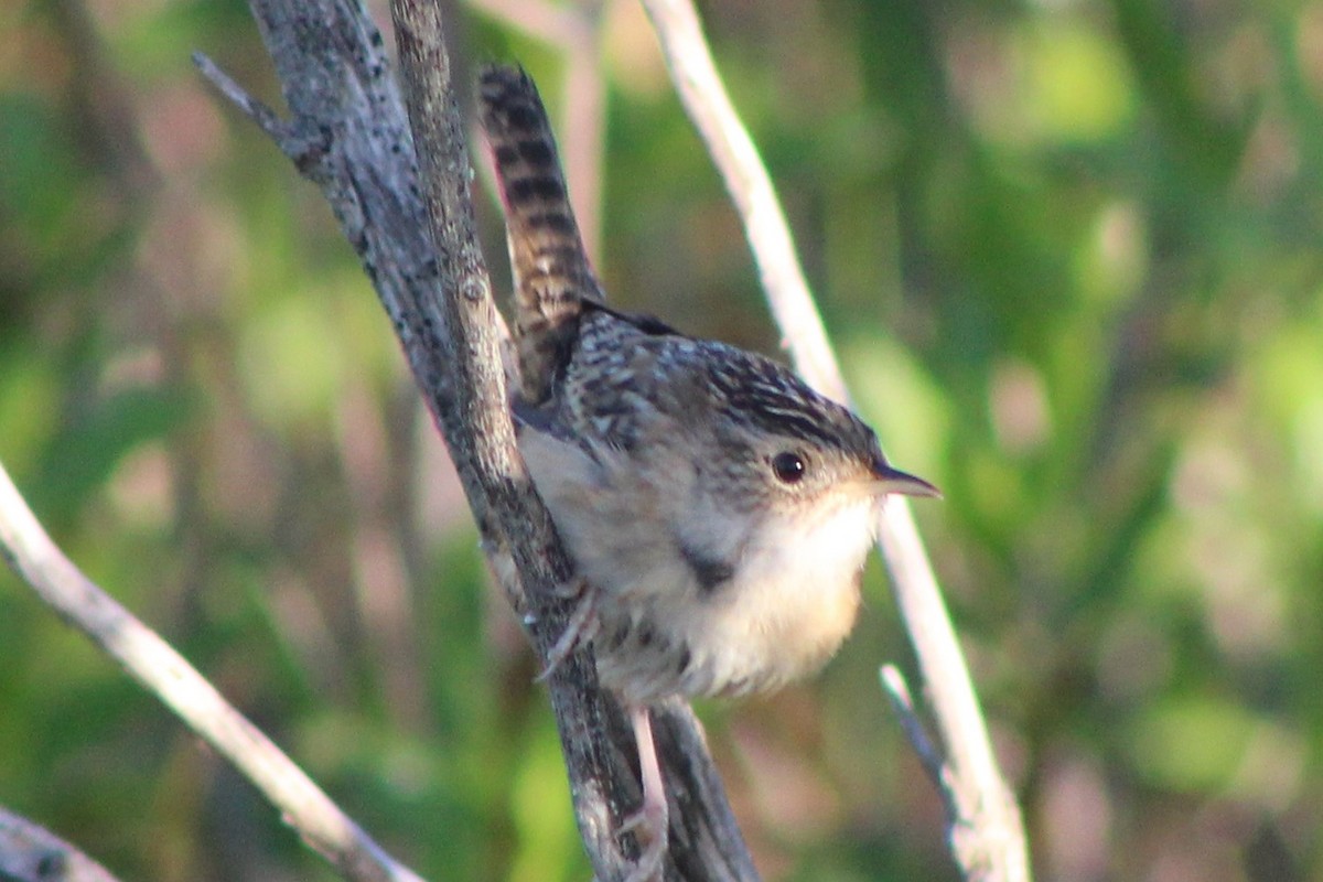 Sedge Wren - ML632660518
