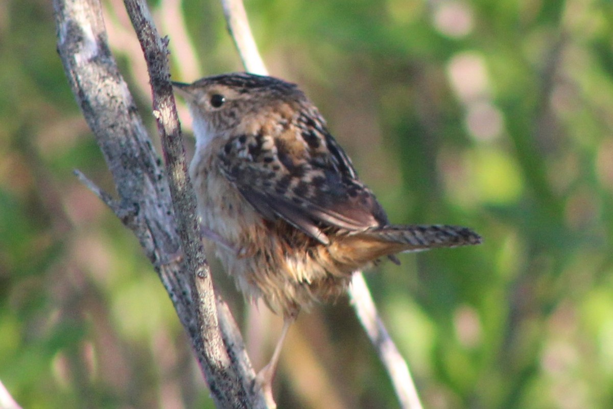 Sedge Wren - ML632660530