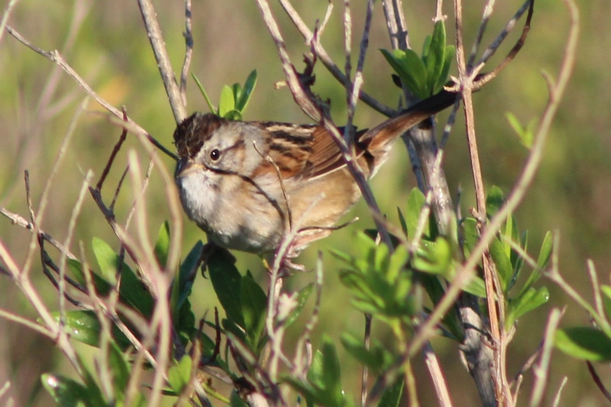 Swamp Sparrow - ML632660560