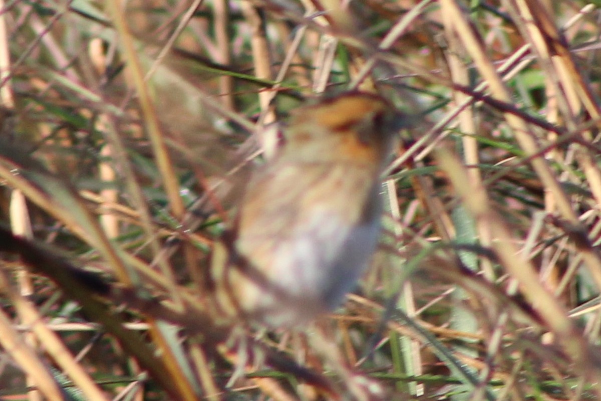 Nelson's Sparrow - ML632660577