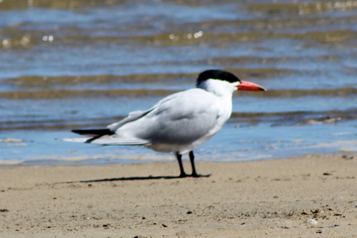 Caspian Tern - ML632660634