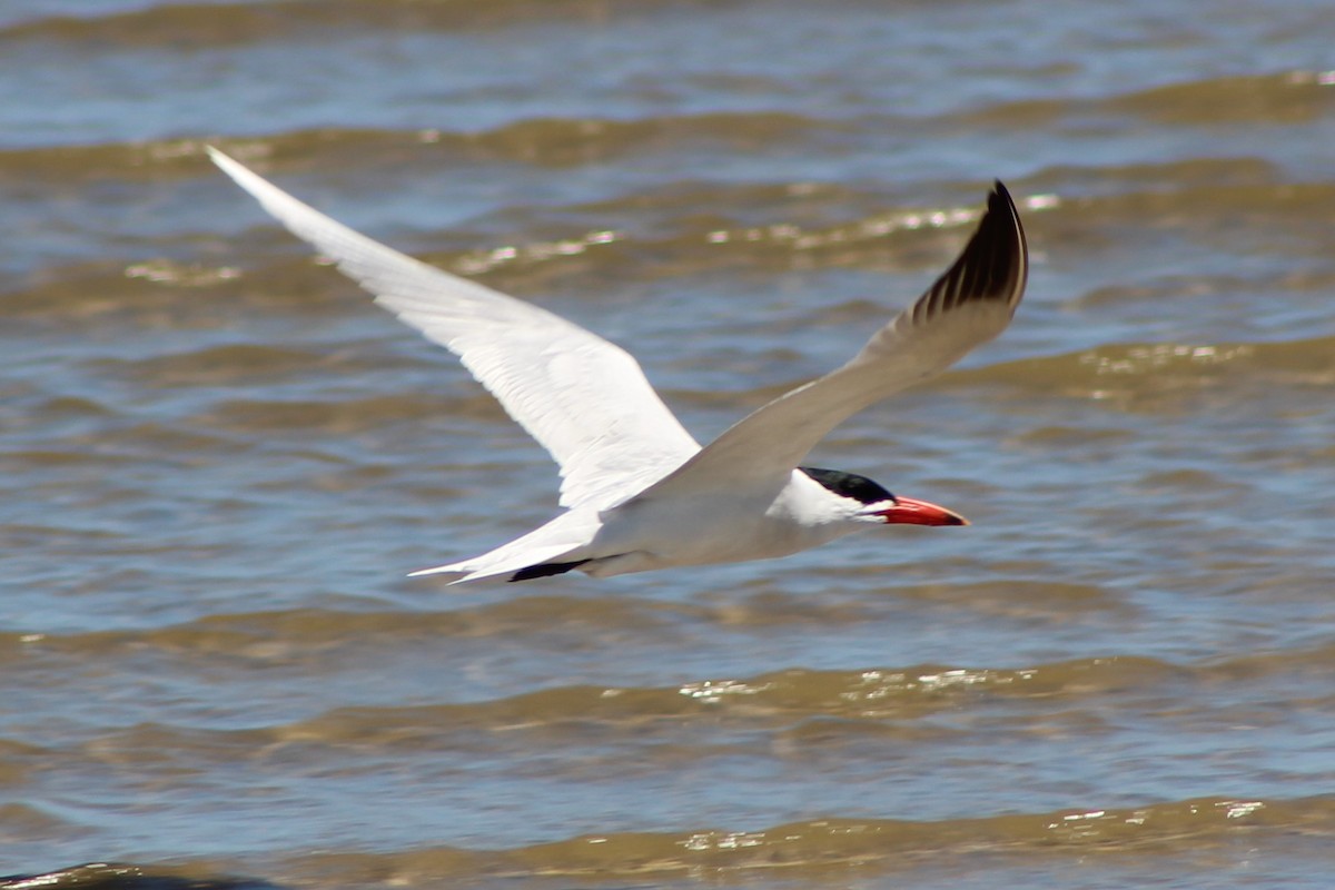 Caspian Tern - ML632660648