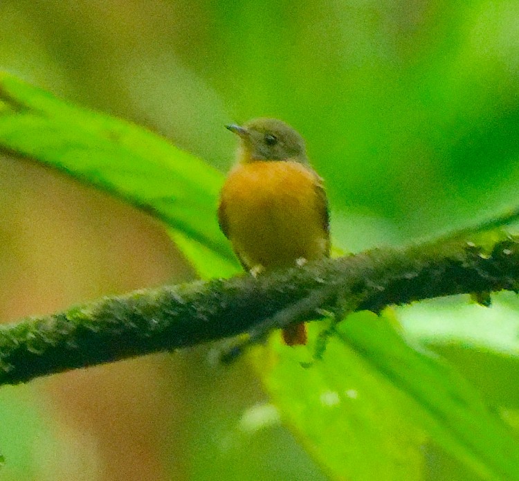 Ruddy-tailed Flycatcher - ML632660651