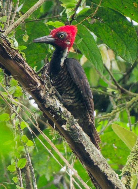 Guayaquil Woodpecker - ML632660677