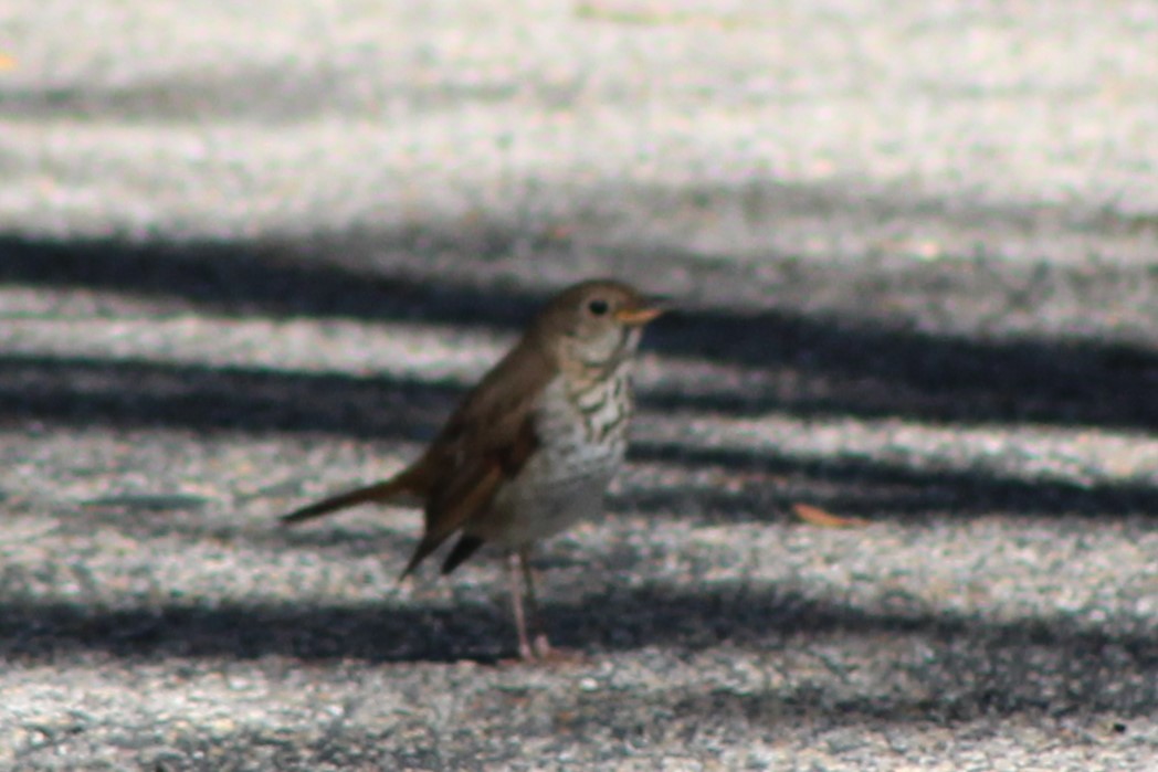 Hermit Thrush - ML632660860