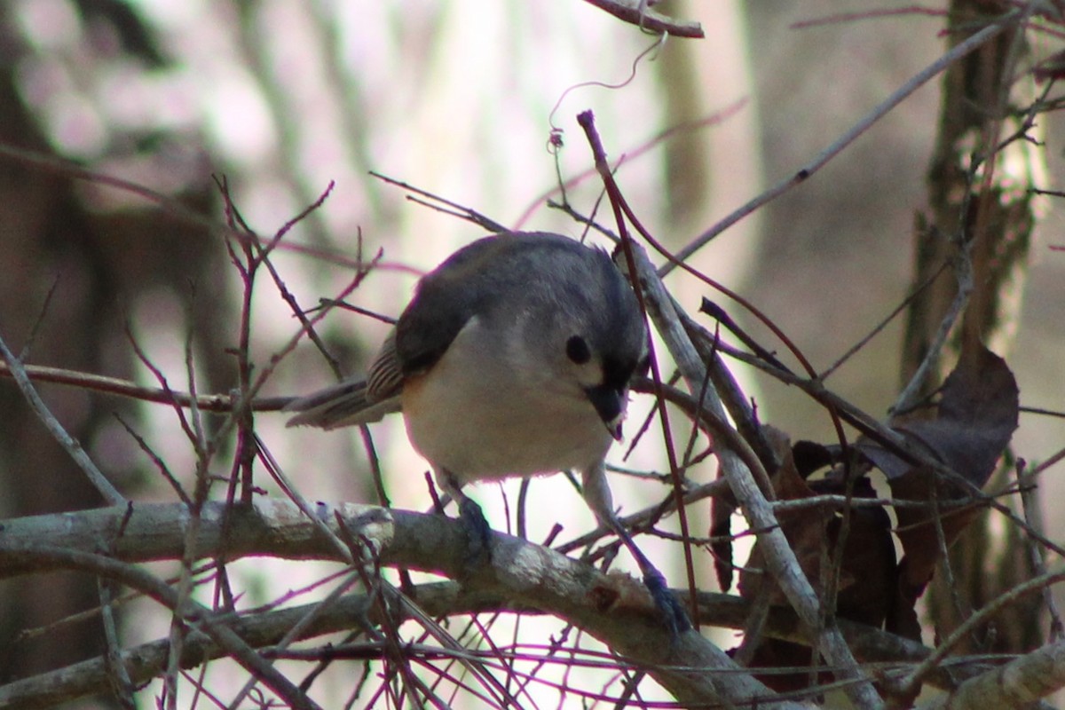 Tufted Titmouse - ML632660882