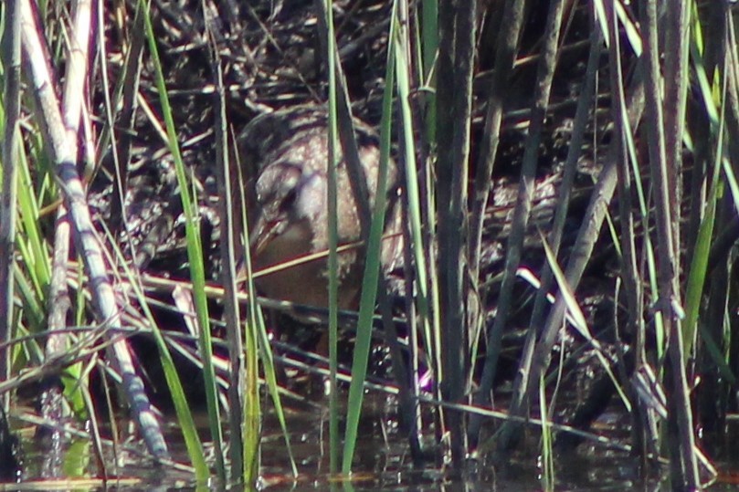 Clapper Rail - ML632660899