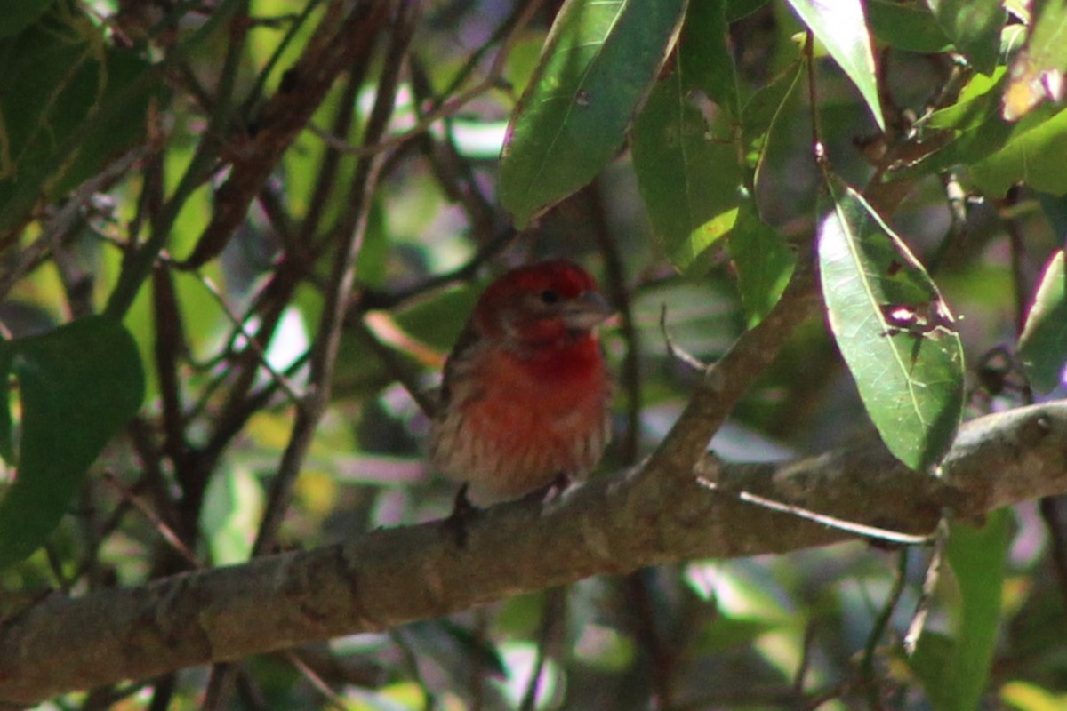 House Finch - ML632660917