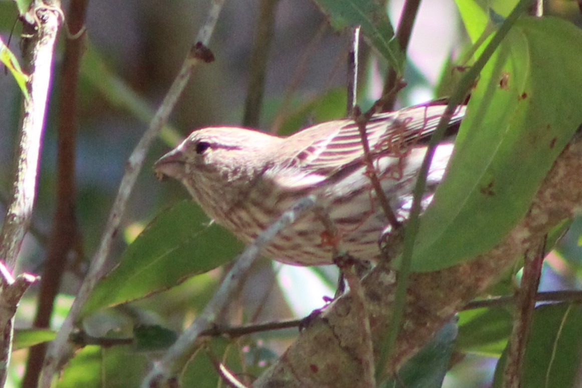 House Finch - ML632660928
