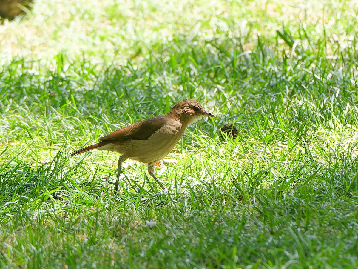 Rufous Hornero - ML632661012