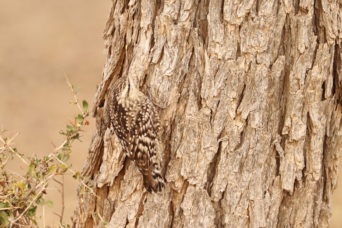 Indian Spotted Creeper - Jason Estep
