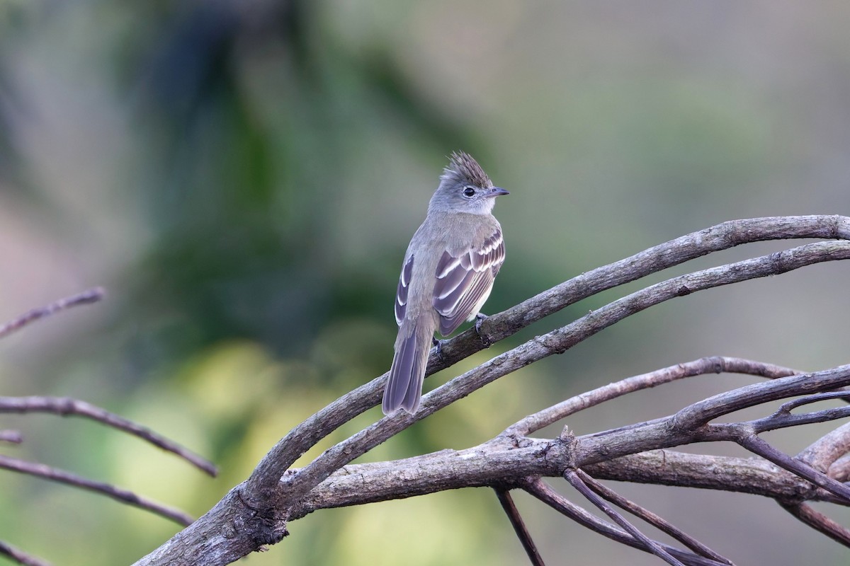 Yellow-bellied Elaenia - ML632661141